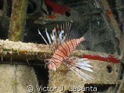   lion fish inside the dc-3 of into the blue movie dive s... by Victor J. Lasanta 